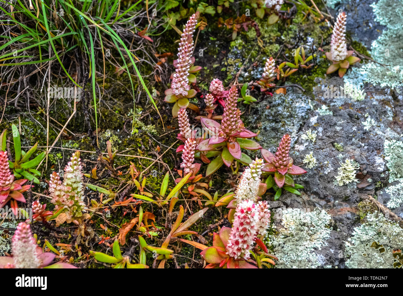 Beauté de la nature dans la région russe de Primorsky Banque D'Images