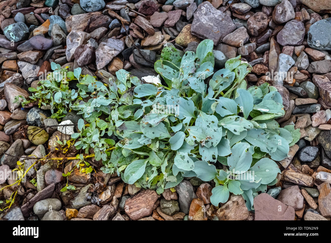 Beauté de la nature dans la région russe de Primorsky Banque D'Images