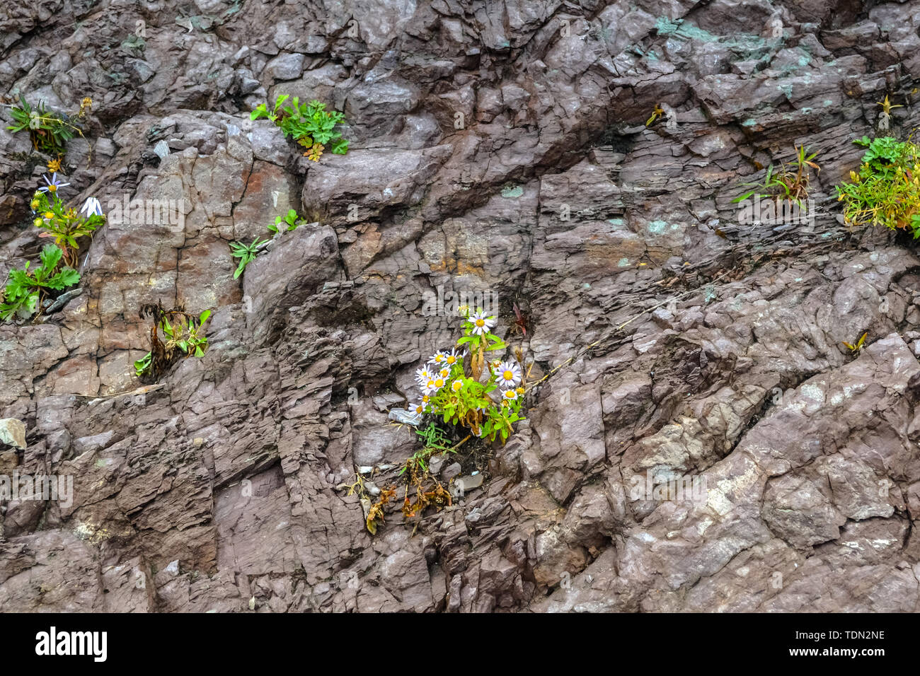 Beauté de la nature dans la région russe de Primorsky Banque D'Images
