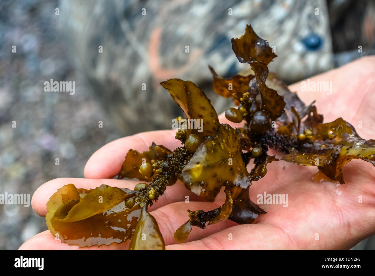 Beauté de la nature dans la région russe de Primorsky Banque D'Images