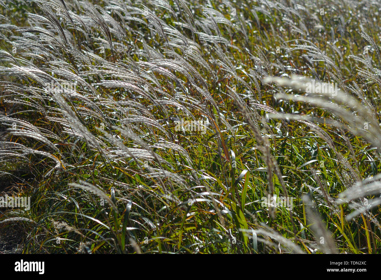 Beauté de la nature dans la région russe de Primorsky Banque D'Images