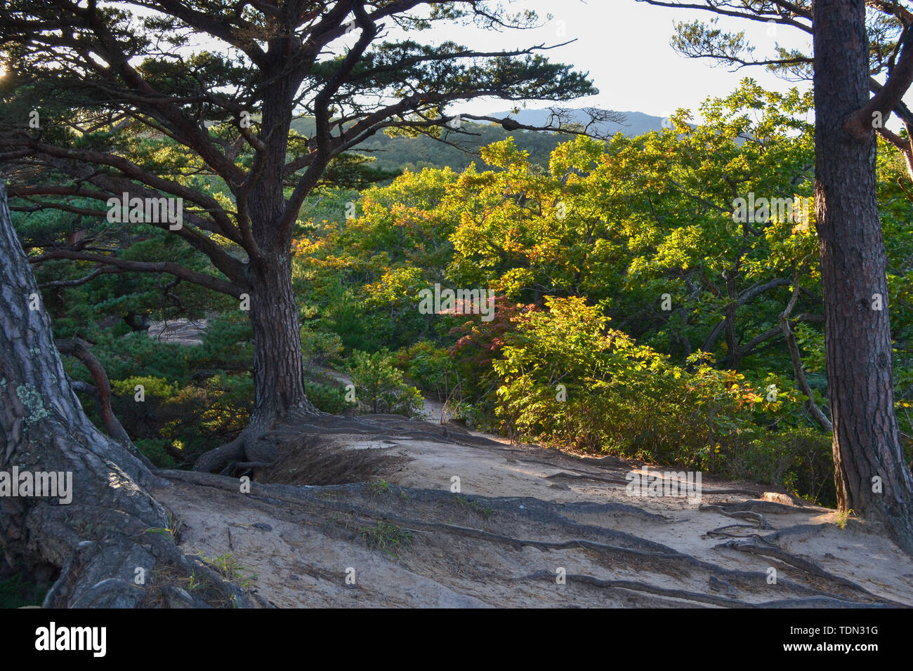 Beauté de la nature dans la région russe de Primorsky Banque D'Images
