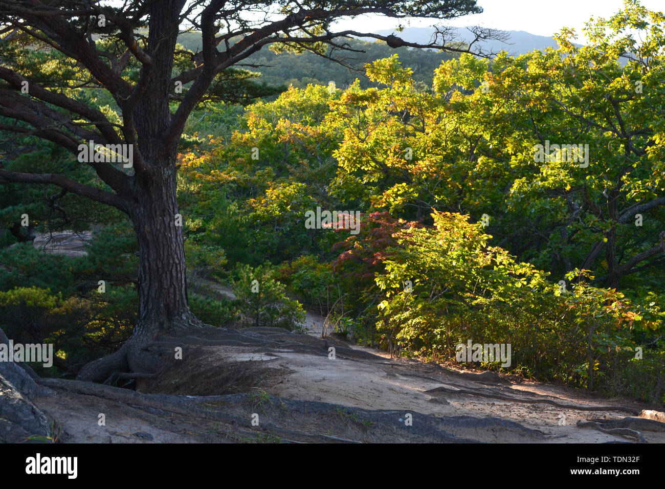 Beauté de la nature dans la région russe de Primorsky Banque D'Images