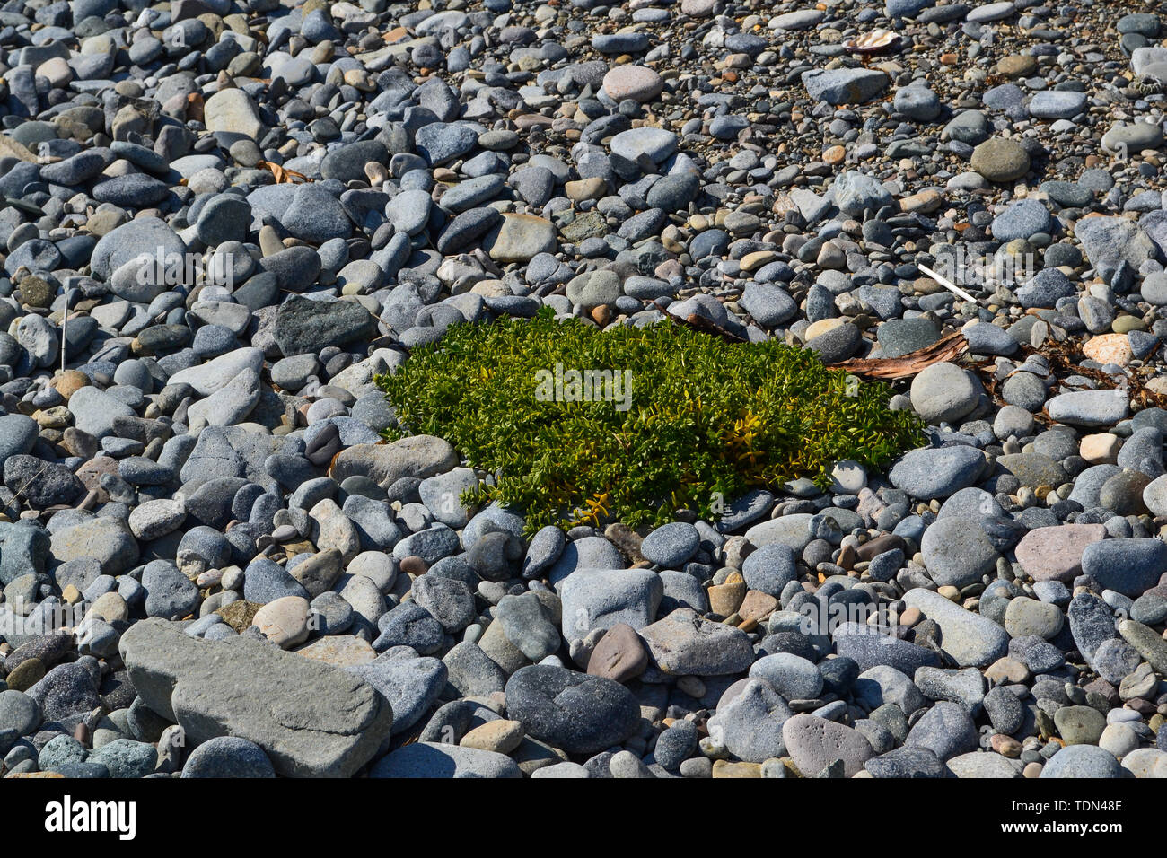 Beauté de la nature dans la région russe de Primorsky Banque D'Images