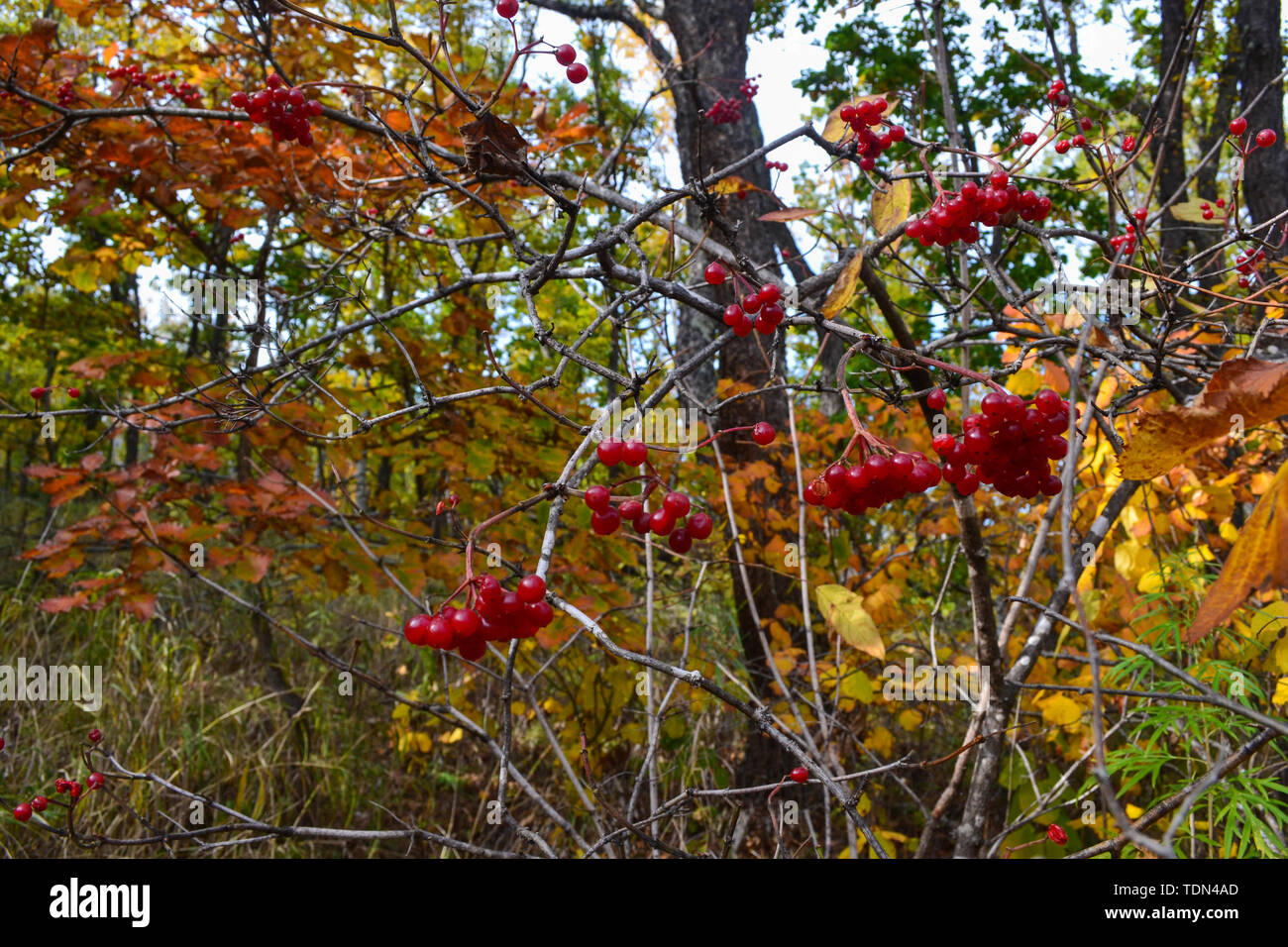 Beauté de la nature dans la région russe de Primorsky Banque D'Images