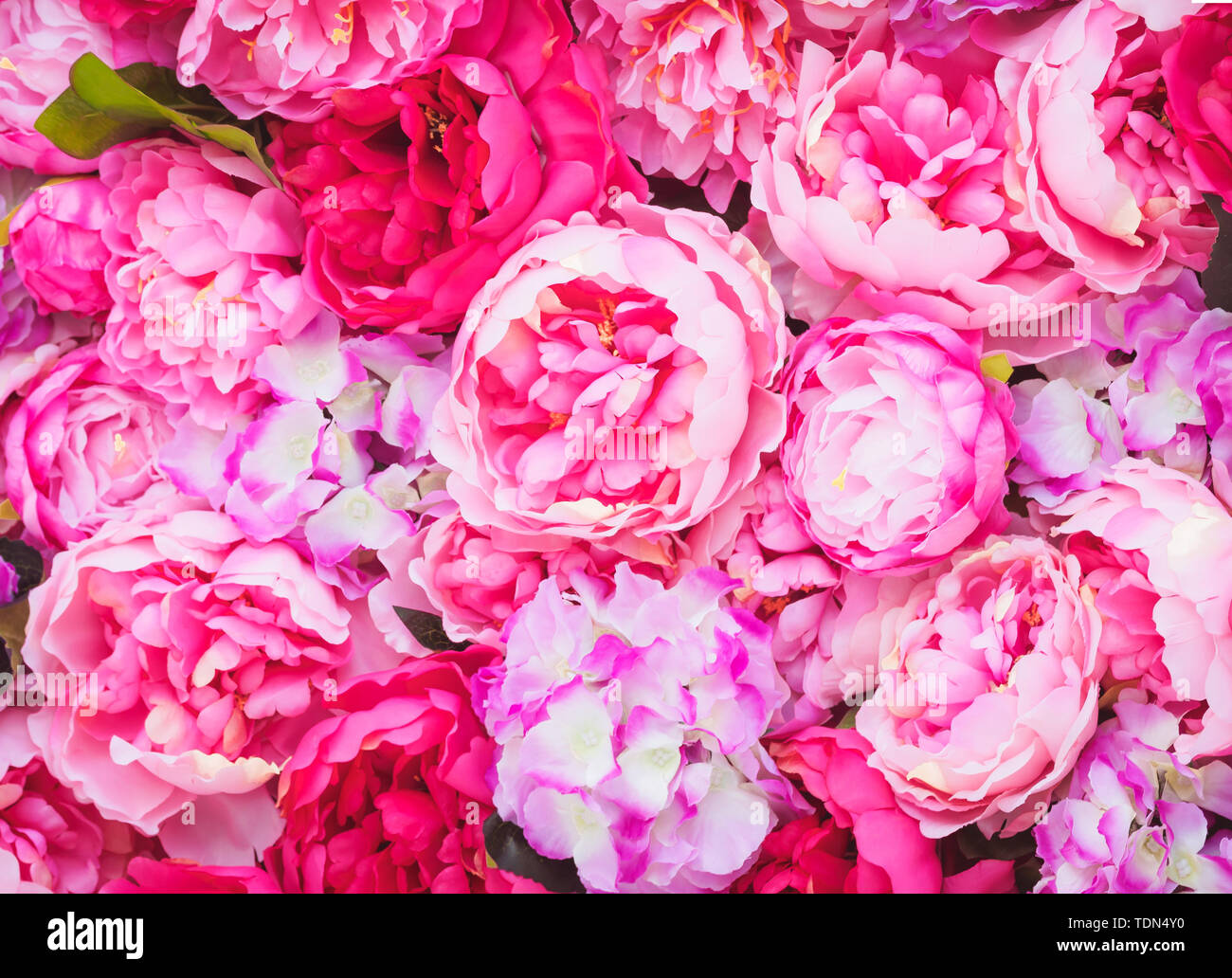 Magnifique cadre des pivoines rose. Fleurs roses fond. Décorations de mariage Banque D'Images