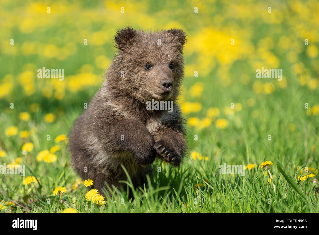 Brown Bear cub jouant sur le champ d'été. Ursus arctos dans l'herbe avec des fleurs jaunes Banque D'Images