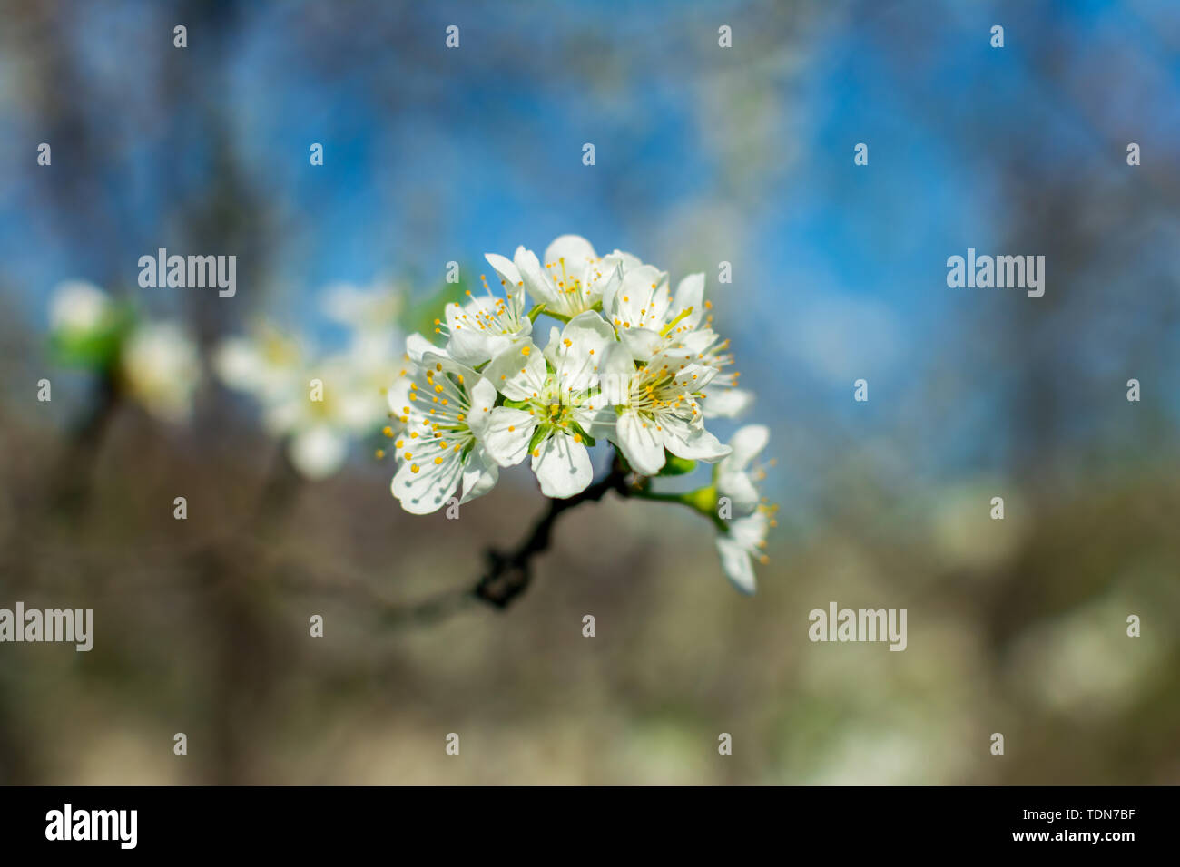 La floraison pear tree branch close-up dans un jardin de fruits contre un ciel bleu et troubles de plantes. Banque D'Images