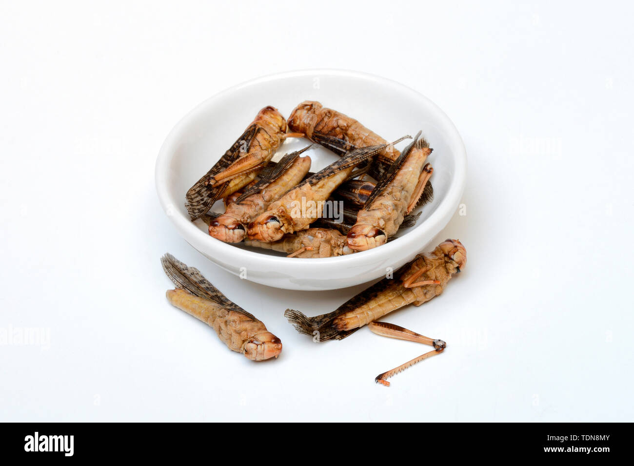 Getrocknete dans Heuschrecken Schale, Europaeische Wanderheuschrecke, Locusta migratoria Banque D'Images