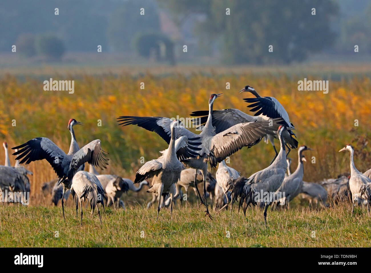 Grue cendrée (Grus grus), faune, Nationalpark Vorpommersche Boddenlandschaft, Mecklenburg-Vorpommern, Allemagne Banque D'Images