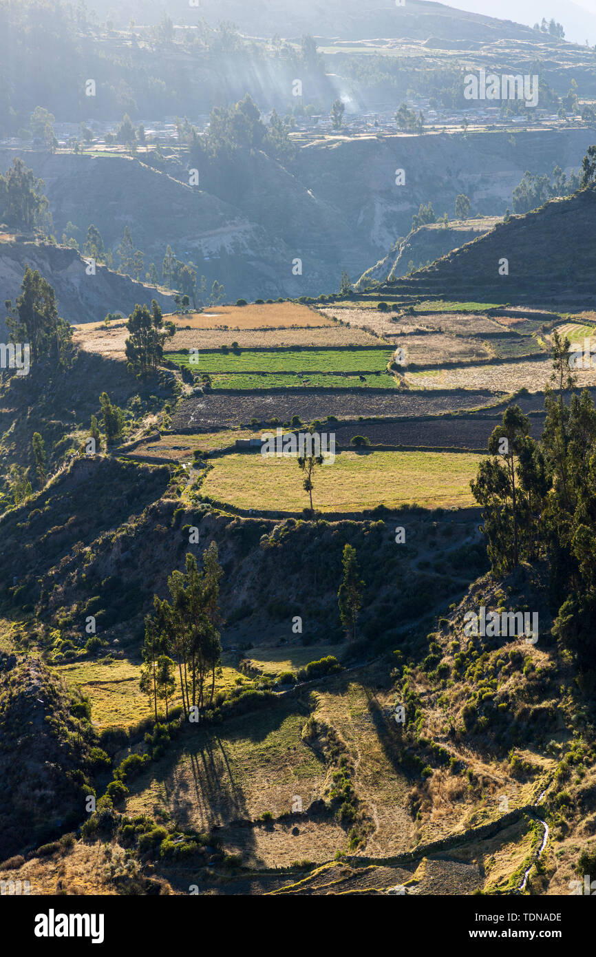 Terrasses Agricoles Dans La Vall e Du Colca Vu Depuis Le Mirador terrasses-agricoles-dans-la-vall-e-du-colca-vu-depuis-le-mirador
