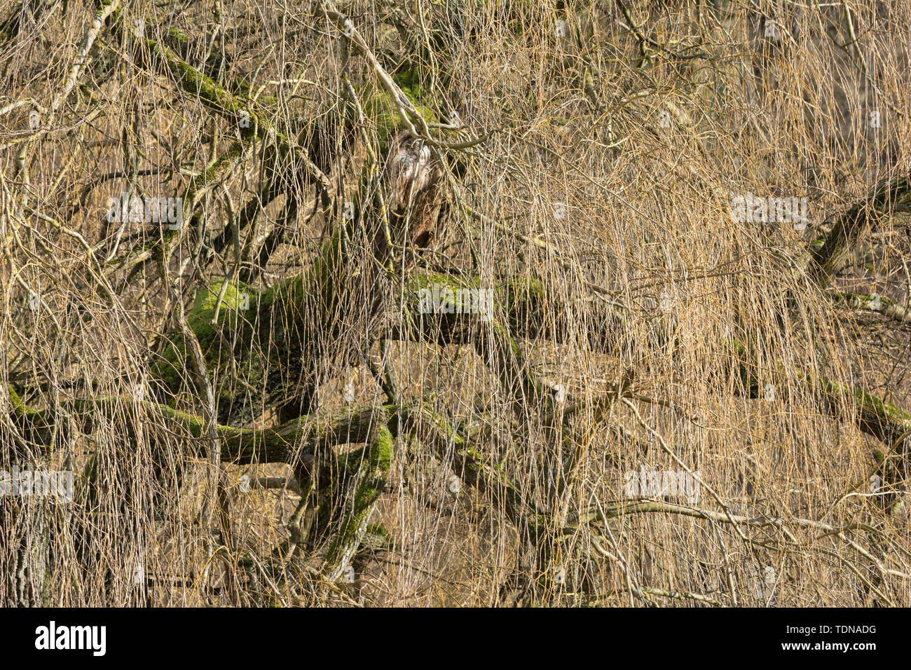 Saule pleureur, Bade-Wurtemberg, Allemagne, (Salix babylonica) Banque D'Images