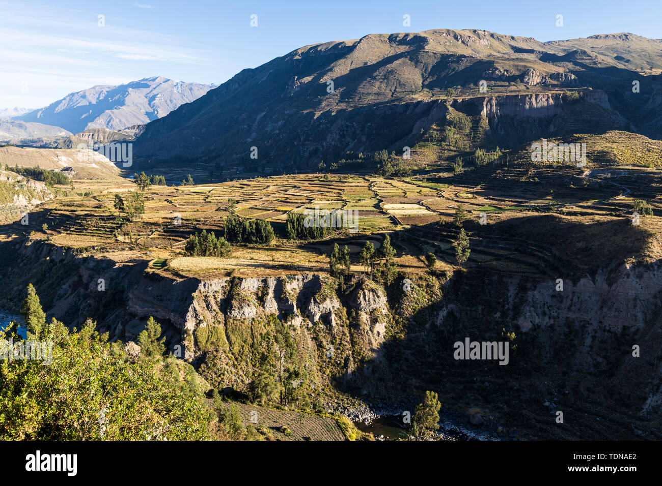 Terrasses agricoles dans la vallée du Colca, vu depuis le Mirador Antahuilque, Pérou, Amérique du Sud. Banque D'Images