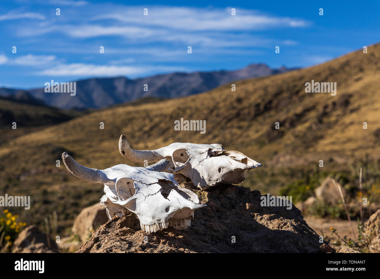 Crânes de vache le long du bord du canyon de Colca, Pérou, Amérique du Sud Banque D'Images