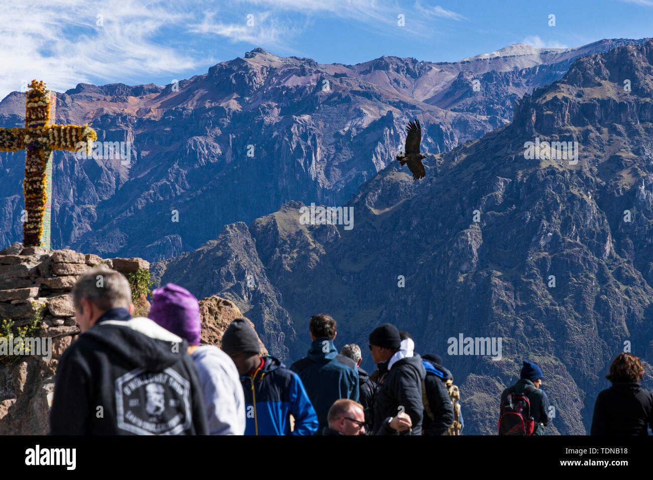 Condors voler très tôt le matin le long du Canyon Colca à la Cruz de Condor, le Pérou, Amérique du Sud Banque D'Images