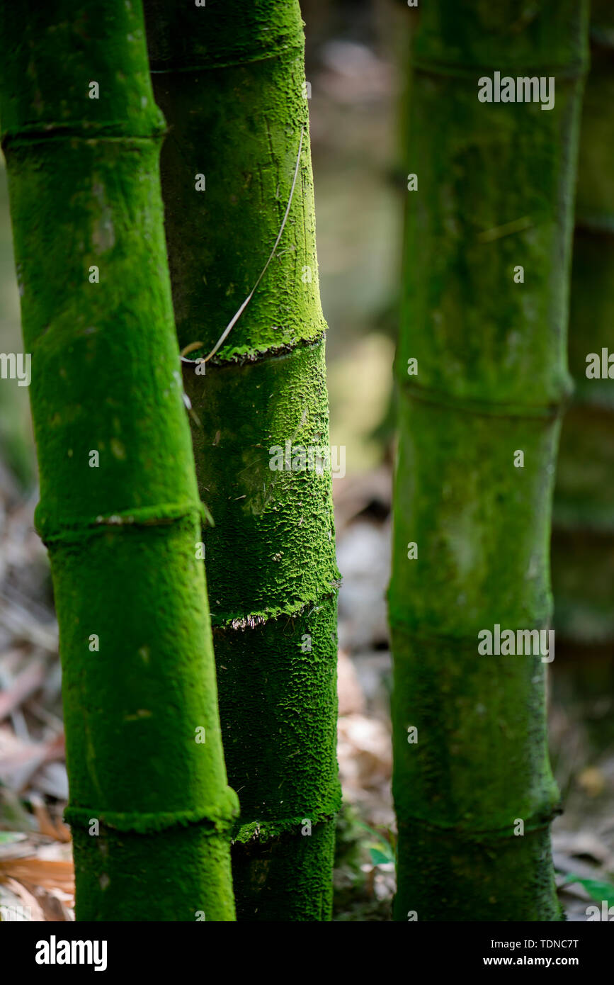 Moss racine de bambou Banque D'Images