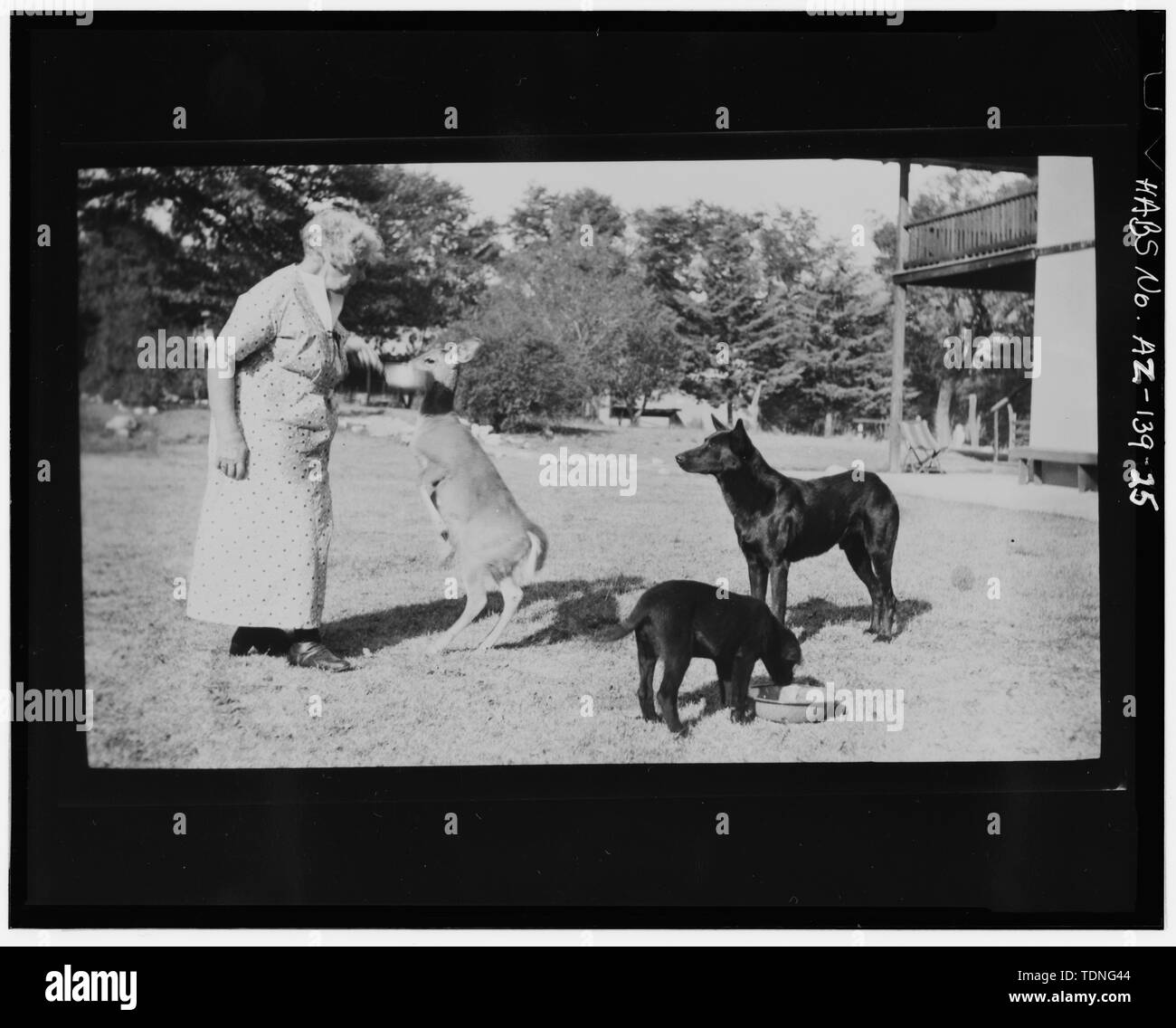 Photocopie de négatif (l'original en possession de la WACC), photographe inconnu, sans date Woman feeding DEER EN CHANTIER SUD DE LA MAISON DU RANCH - Ranch lointains, Willcox, Comté de Cochise, AZ Banque D'Images