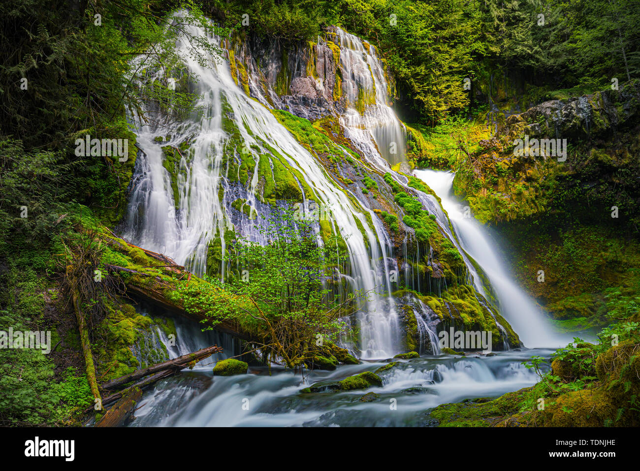 Panther Creek Falls est un 130 pieds (40 m) cascade sur Panther Creek, dans la vallée de la rivière du vent dans Skamania County, Washington. La cascade se compose de Banque D'Images