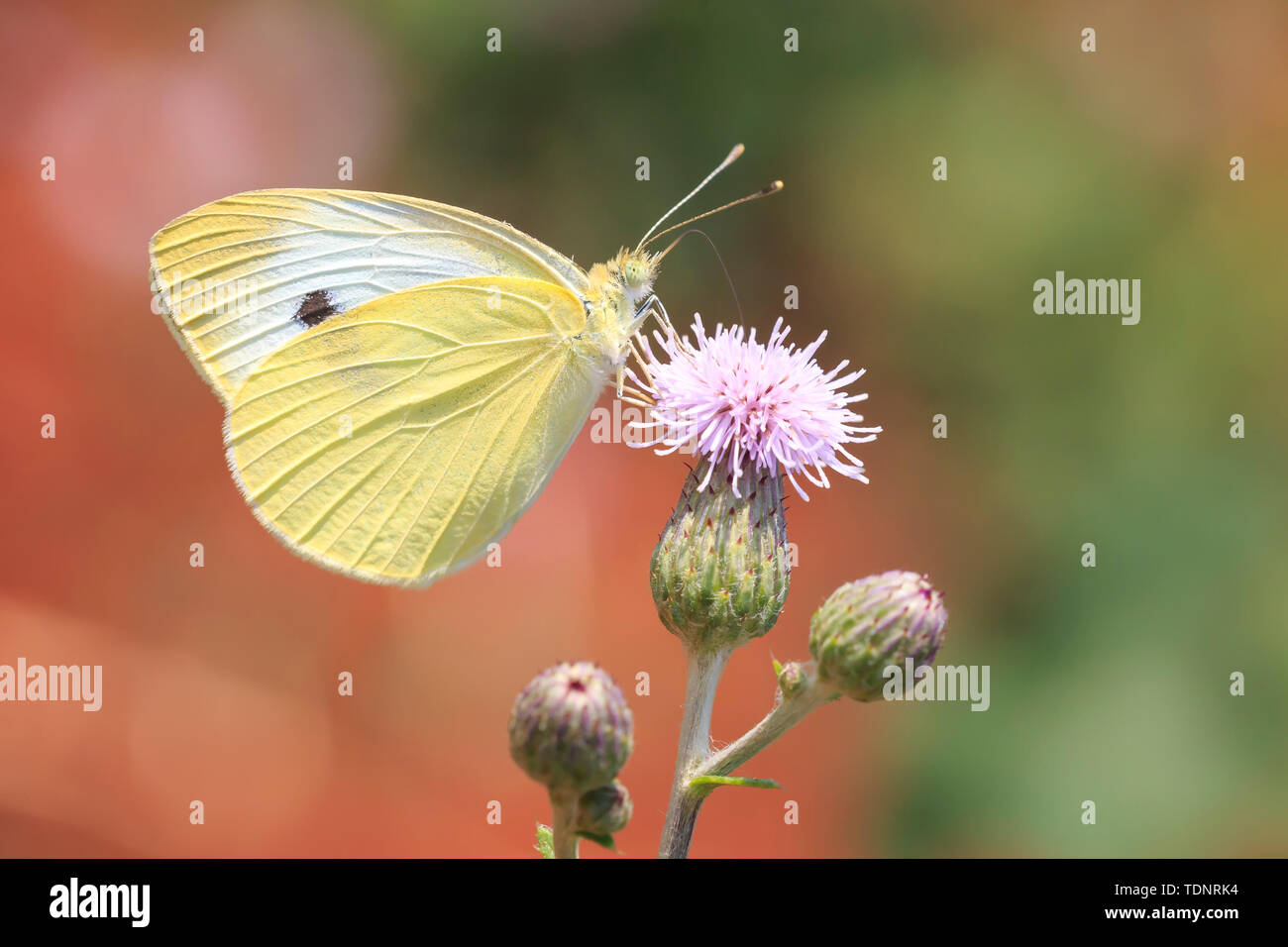 Libre vue latérale d'un Pieris brassicae, le grand ou le chou blanc papillon pollinisent sur une fleur. Banque D'Images