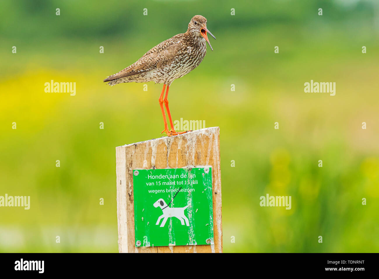 Chevalier gambette Tringa totanus oiseau échassier perché sur un poteau dans son habitat, de la conservation ou de la réserve naturelle, sur un panneau d'avertissement de garder les chiens en laisse Banque D'Images