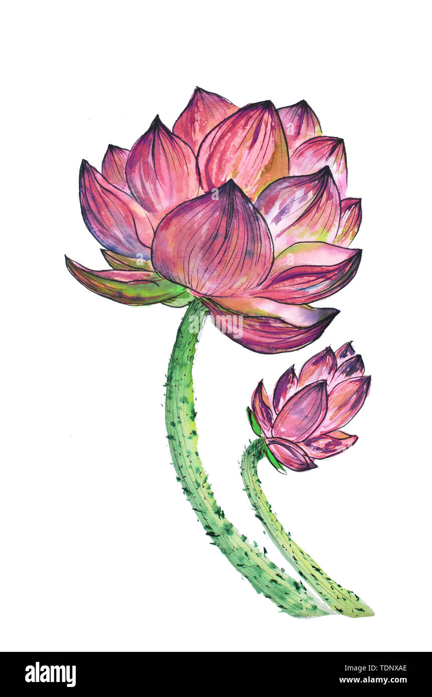 Aquarelle originale de plantes aquatiques de lotus et de son bud Banque D'Images