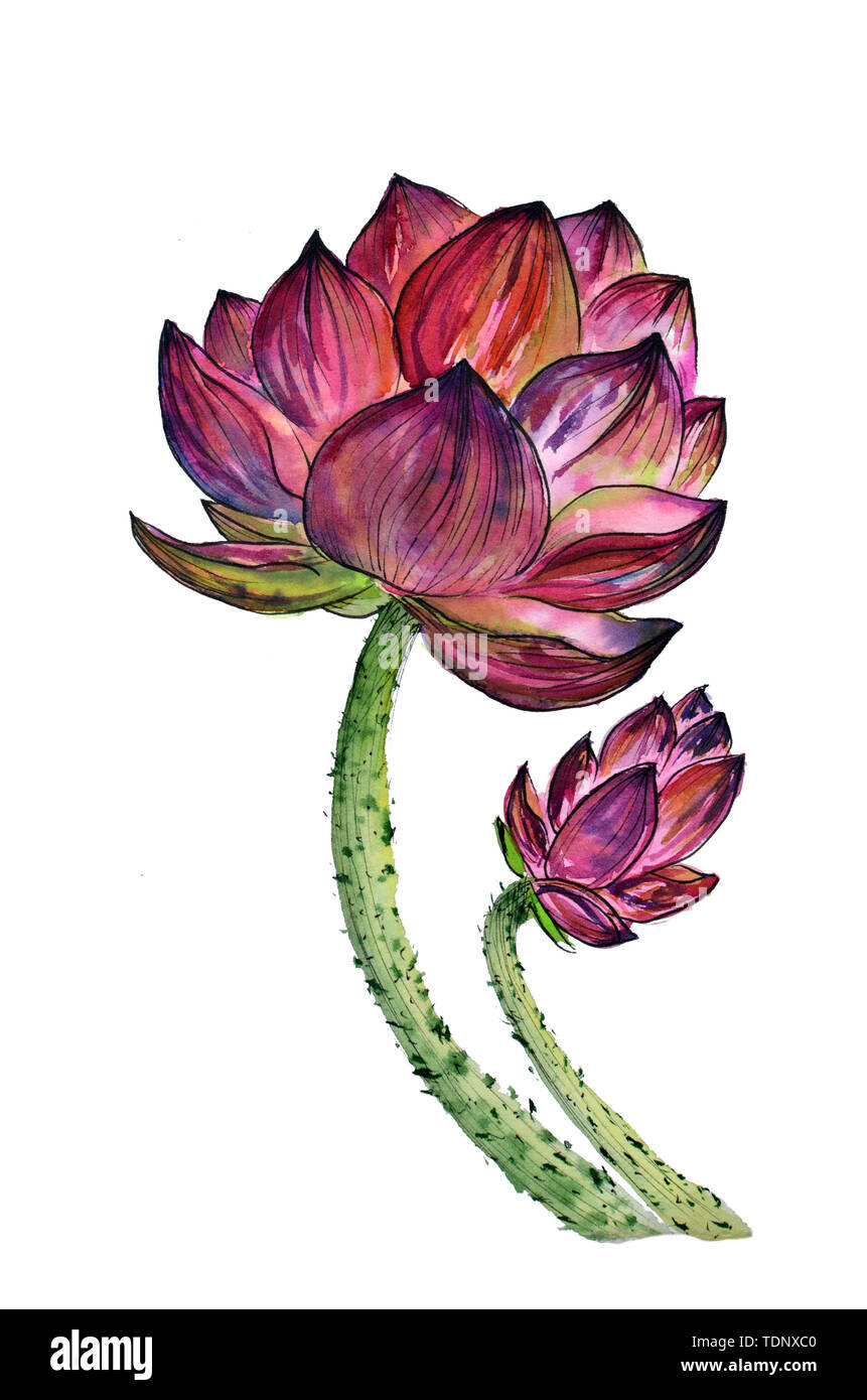 Aquarelle originale de plantes aquatiques de lotus et de son bud Banque D'Images