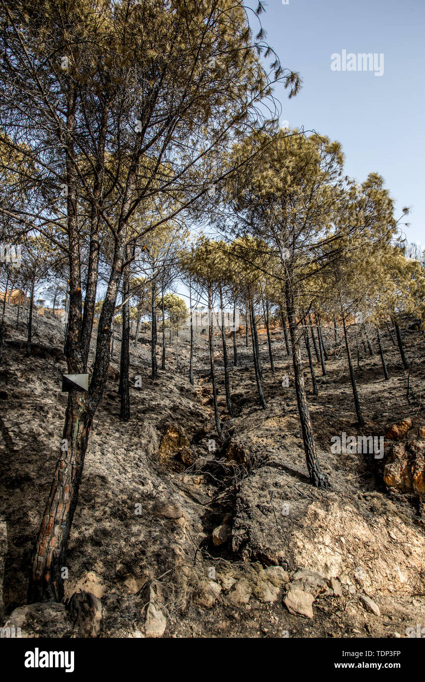 Forêt brûlée après un incendie dans le sud de l'Espagne en vertical Banque D'Images