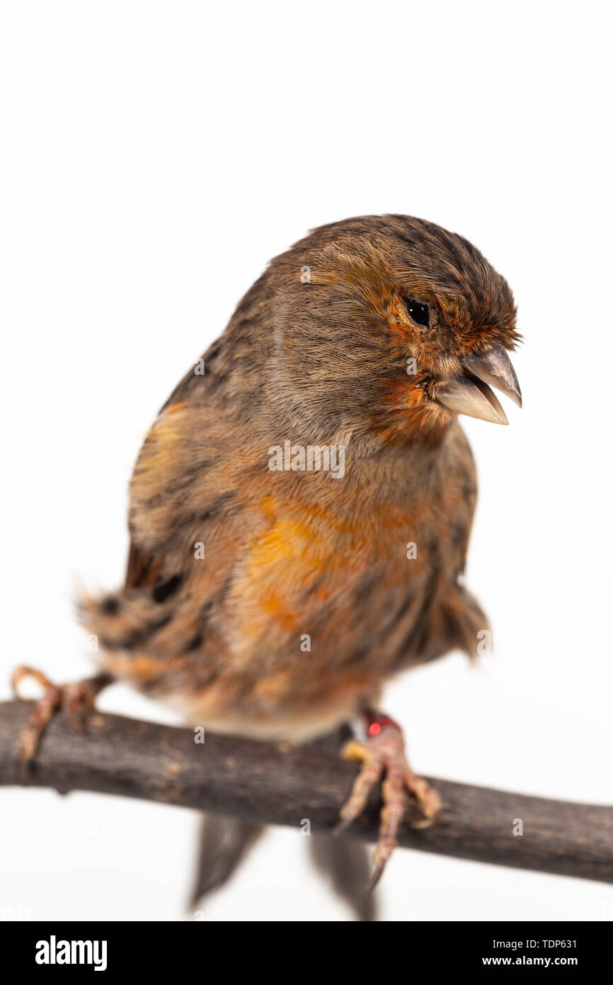 Le Roselin familier (Haemorhous mexicanus) oiseau sur fond blanc Banque D'Images