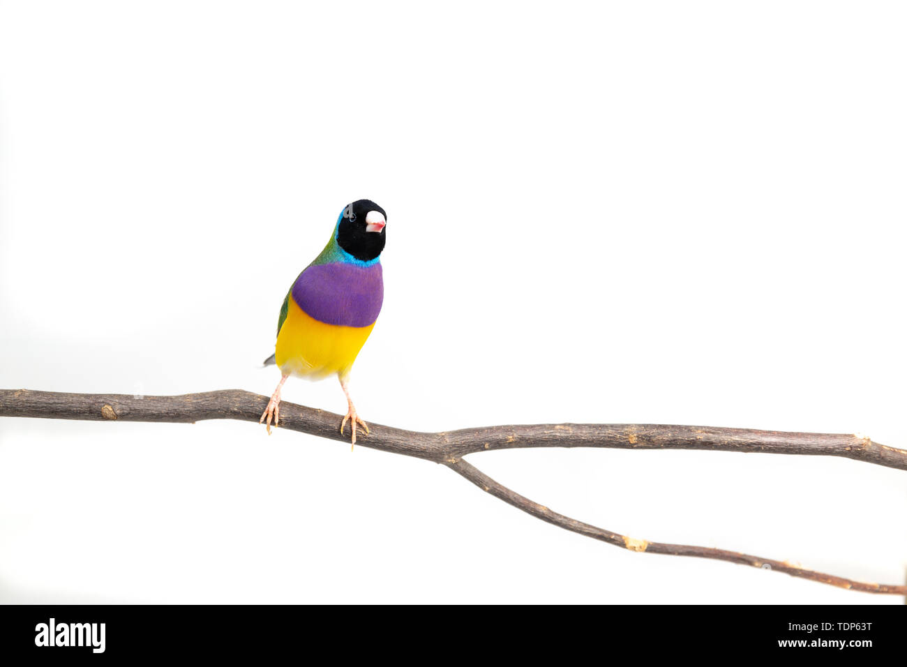 Gouldian finch colorés Oiseau (Erythrura gouldiae) sur fond blanc Banque D'Images