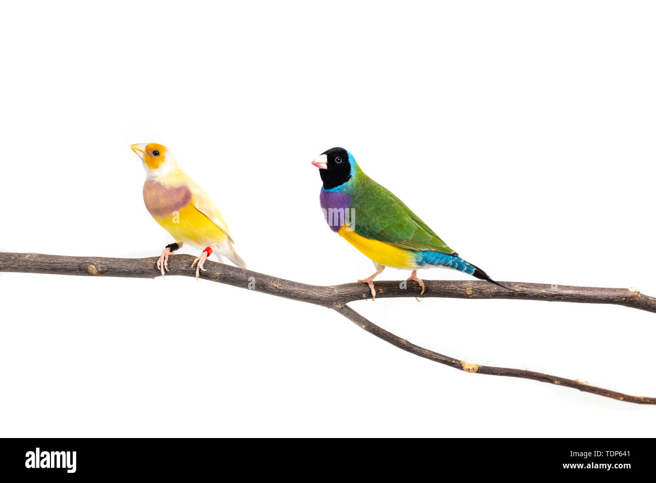 Gouldian finch colorés Oiseau (Erythrura gouldiae) sur fond blanc Banque D'Images