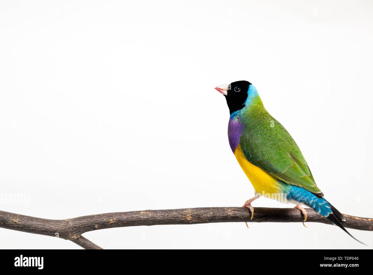 Gouldian finch colorés Oiseau (Erythrura gouldiae) sur fond blanc Banque D'Images