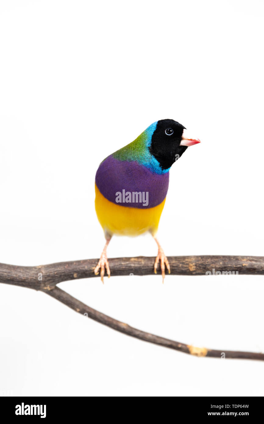 Gouldian finch colorés Oiseau (Erythrura gouldiae) sur fond blanc Banque D'Images