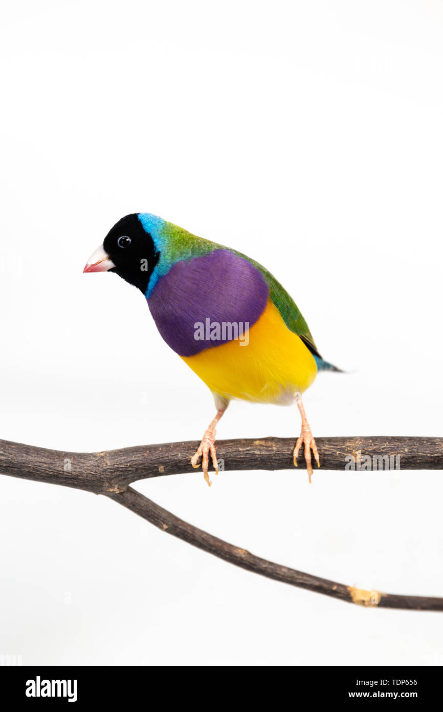 Gouldian finch colorés Oiseau (Erythrura gouldiae) sur fond blanc Banque D'Images