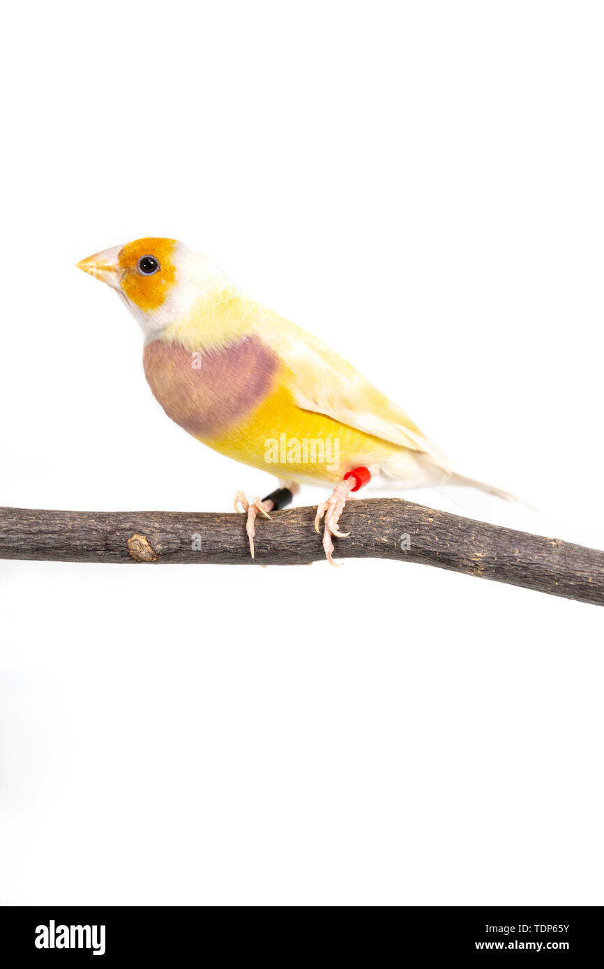 Gouldian finch colorés Oiseau (Erythrura gouldiae) sur fond blanc Banque D'Images