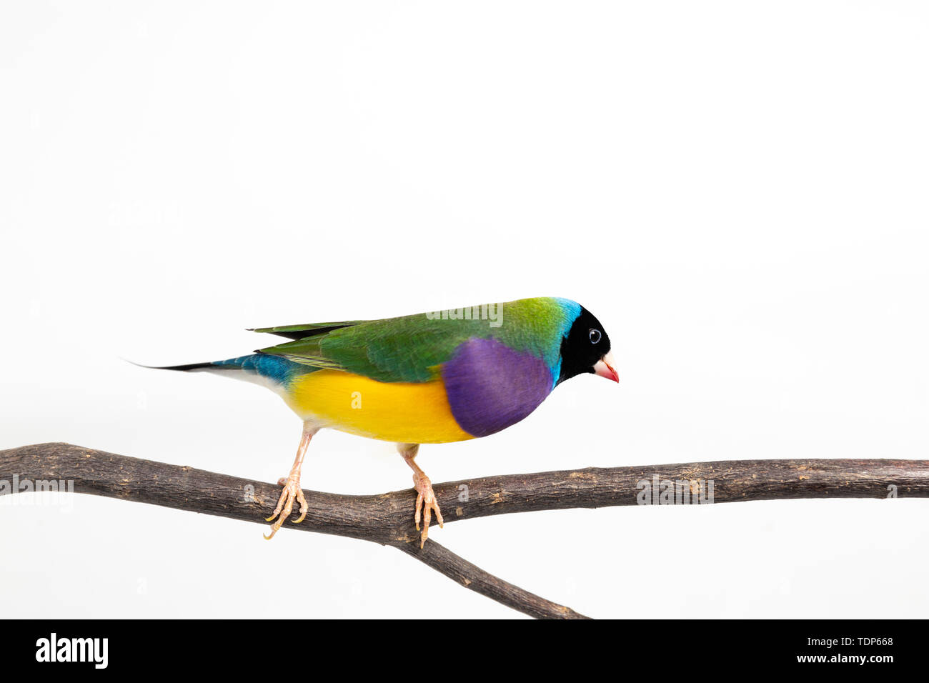 Gouldian finch colorés Oiseau (Erythrura gouldiae) sur fond blanc Banque D'Images