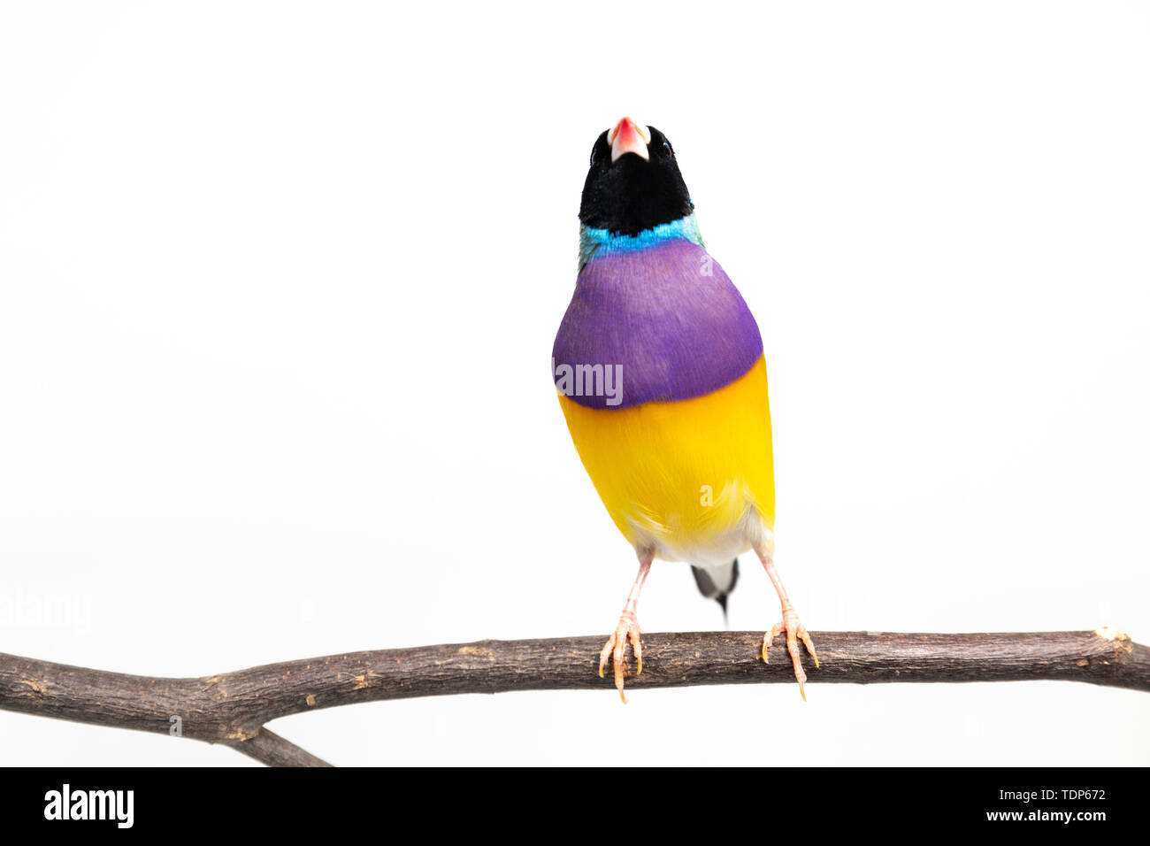Gouldian finch colorés Oiseau (Erythrura gouldiae) sur fond blanc Banque D'Images