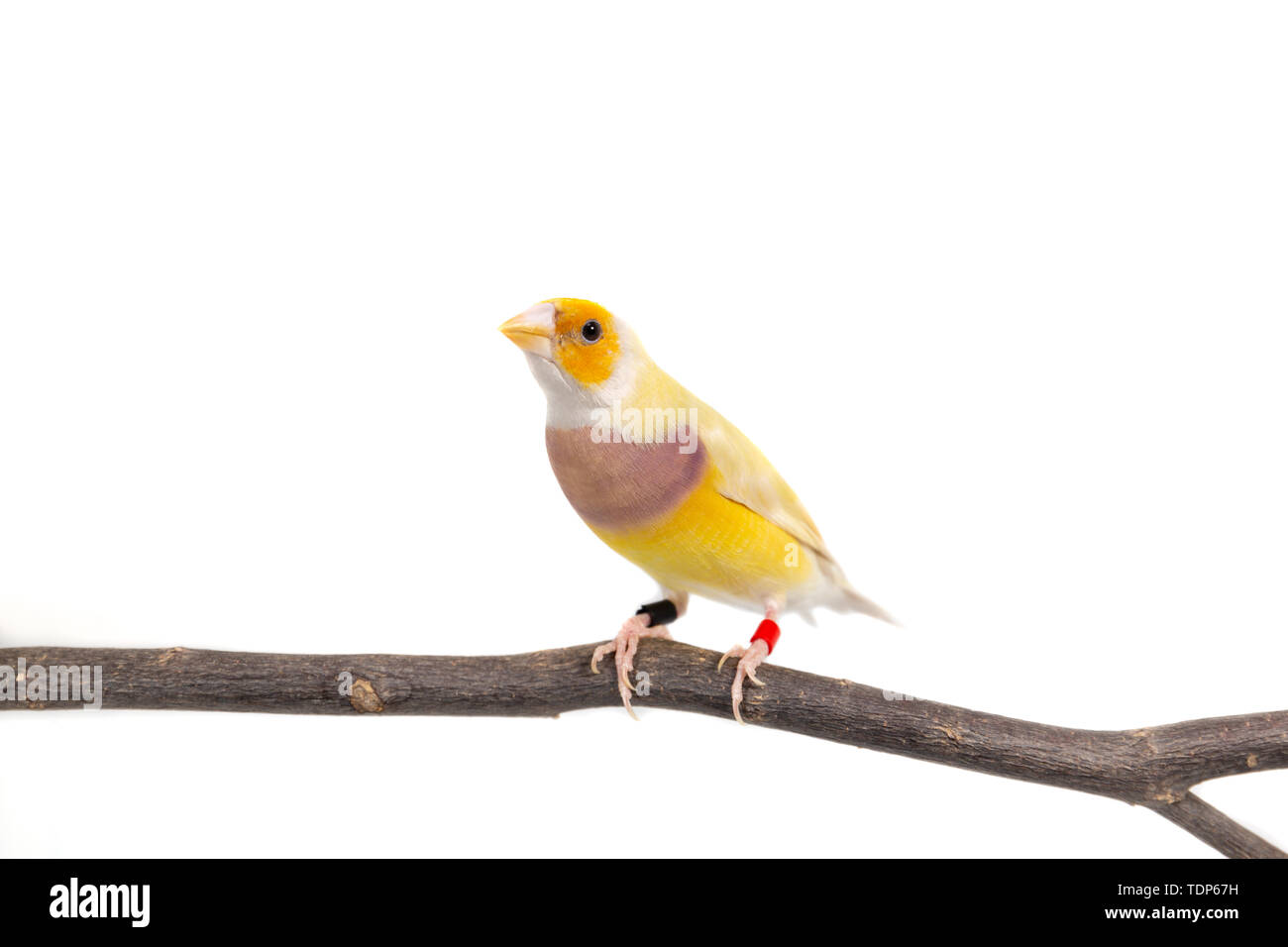 Gouldian finch colorés Oiseau (Erythrura gouldiae) sur fond blanc Banque D'Images