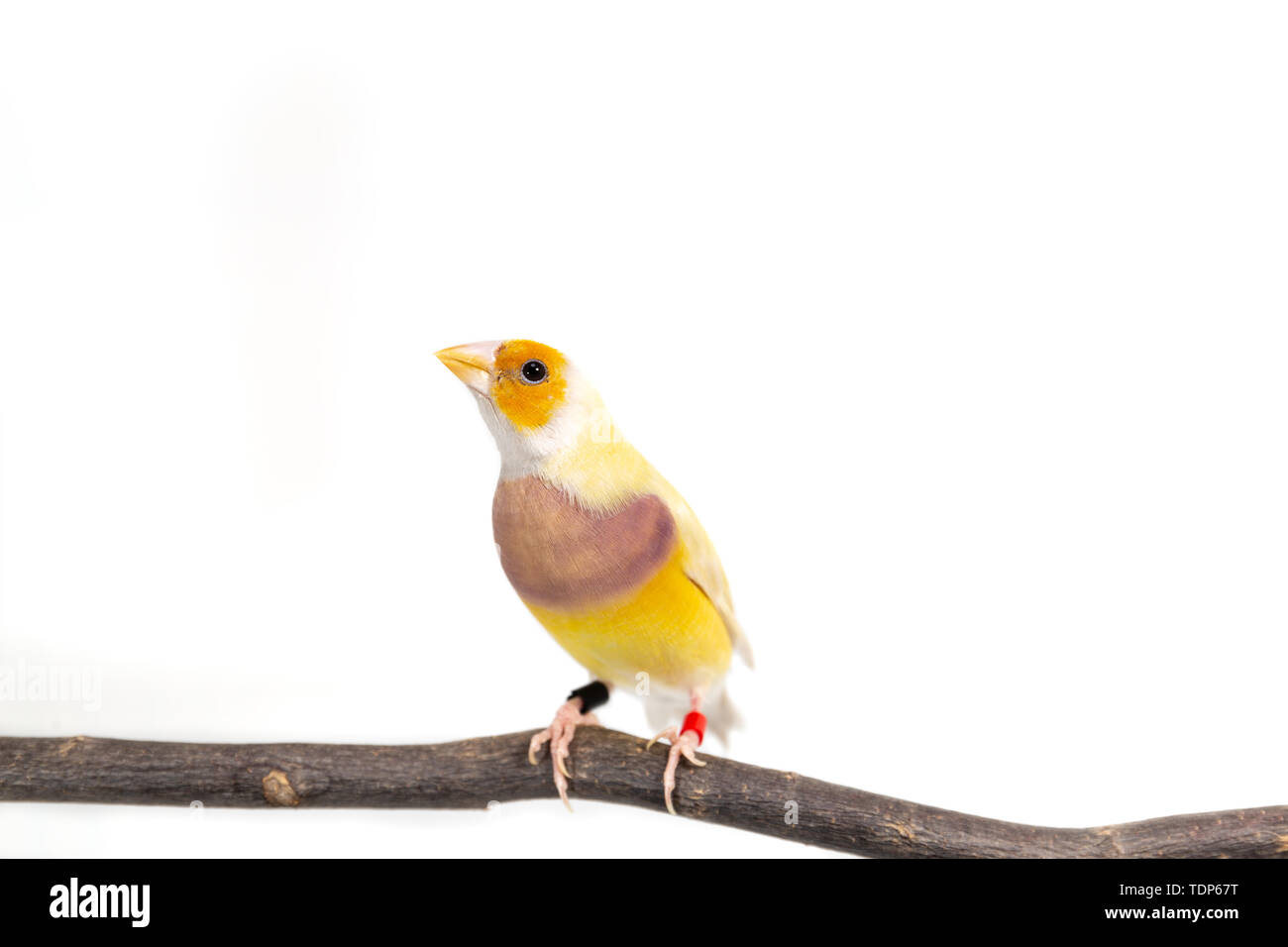 Gouldian finch colorés Oiseau (Erythrura gouldiae) sur fond blanc Banque D'Images