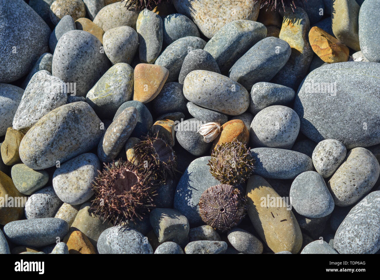 Plusieurs d'oursins sur la côte de la pierre pendant la journée Banque D'Images