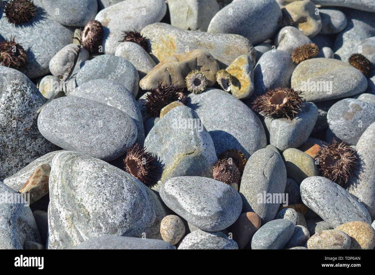 Plusieurs d'oursins sur la côte de la pierre pendant la journée Banque D'Images