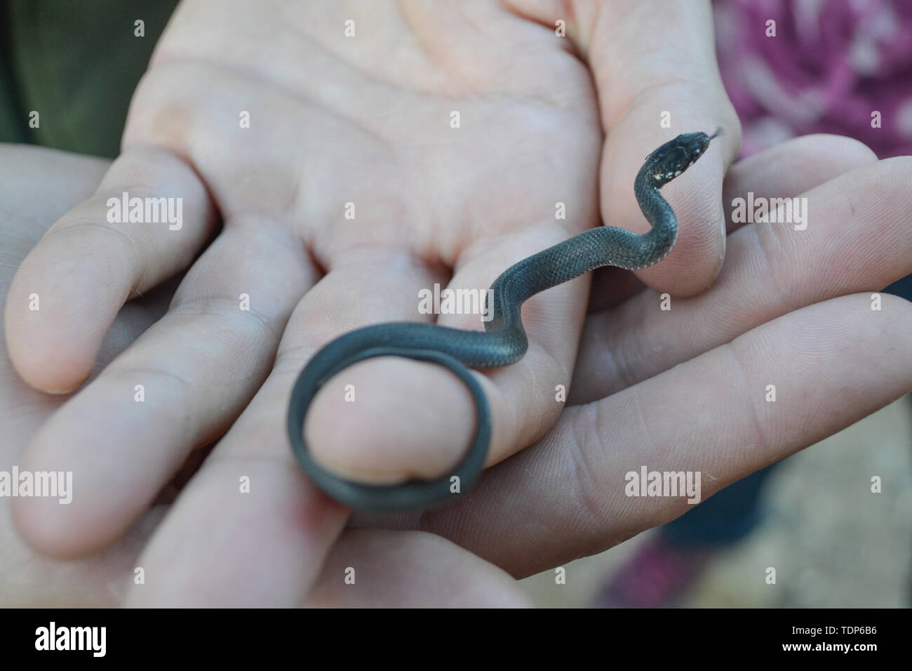 Petit serpent dans les mains de l'homme Banque D'Images