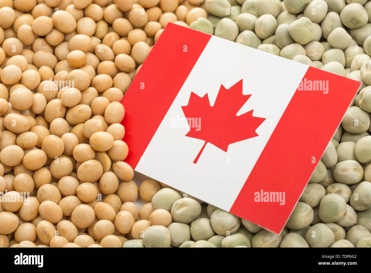Drapeau du Canada avec des graines de soja séchées et des pois secs. Les producteurs canadiens ont rencontré des obstacles obstacles de biens agricoles entrée en Chine. Banque D'Images