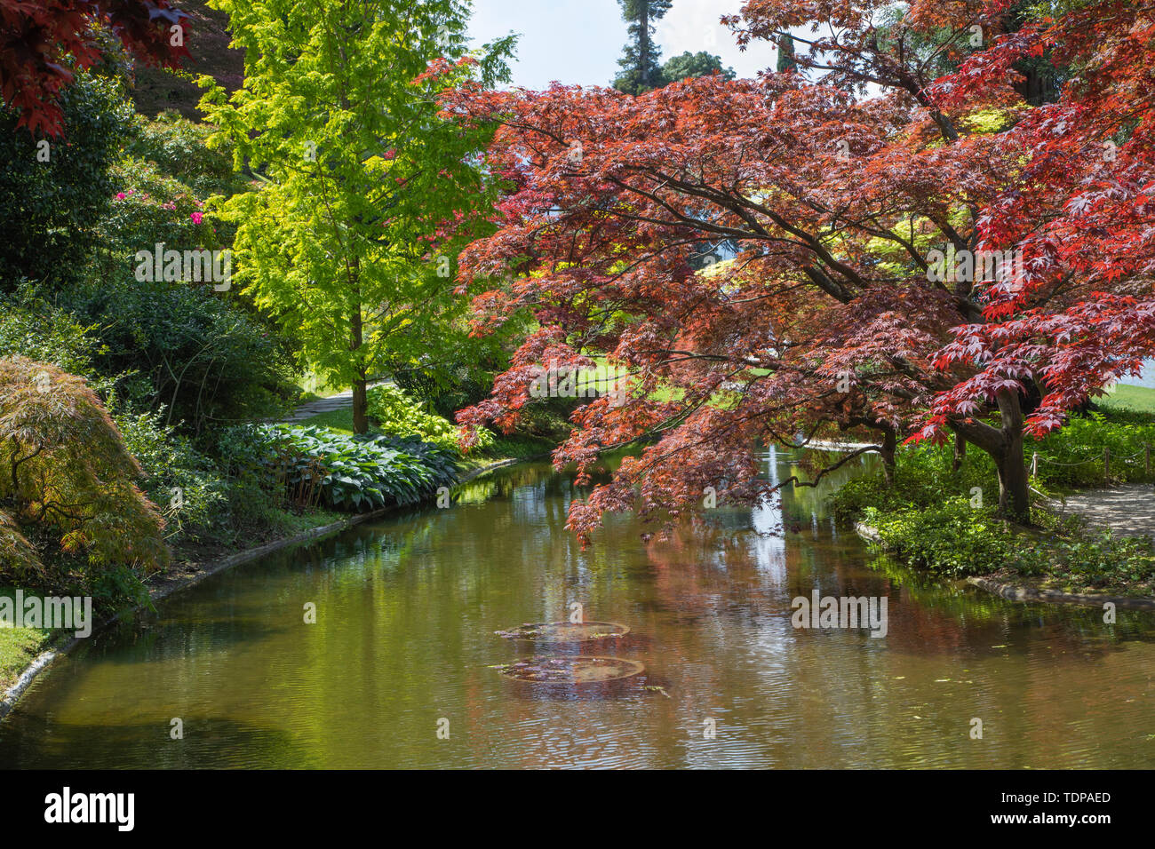 BELAGGIO, ITALIE - 10 MAI 2015 : les jardins de la Villa Melzi. Banque D'Images