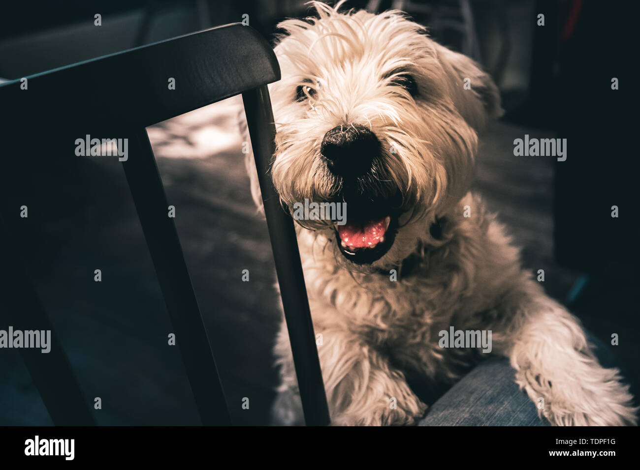 Un sourire heureux vieux Westie se dresse sur le dos les jambes avec sa patte sur la jambe c'est propriétaire Banque D'Images