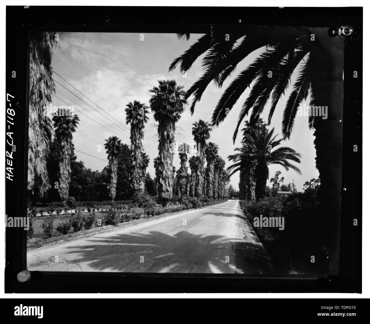 (Tirage original à la Riverside Musée Municipal, Ministère des Ressources historiques), photographe et date inconnus. Vue sur l'AVENUE VICTORIA, PRÈS DE MYRTLE STREET - Projet d'enregistrement du patrimoine d'agrumes de Californie, Riverside, Riverside County, CA Banque D'Images