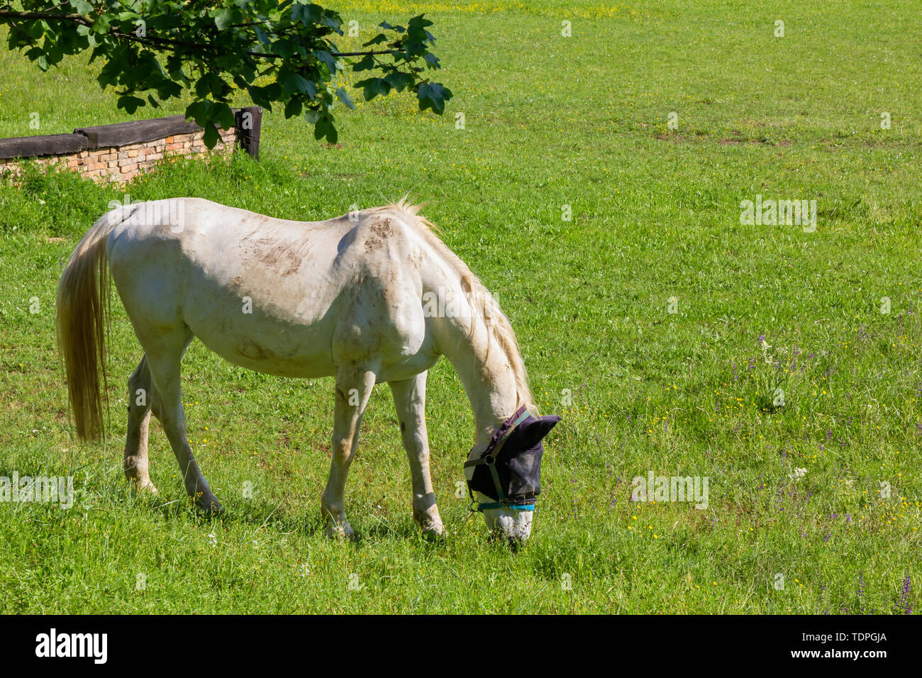 Cheval blanc de pâturage dans un champ d'un centre équestre au printemps Banque D'Images