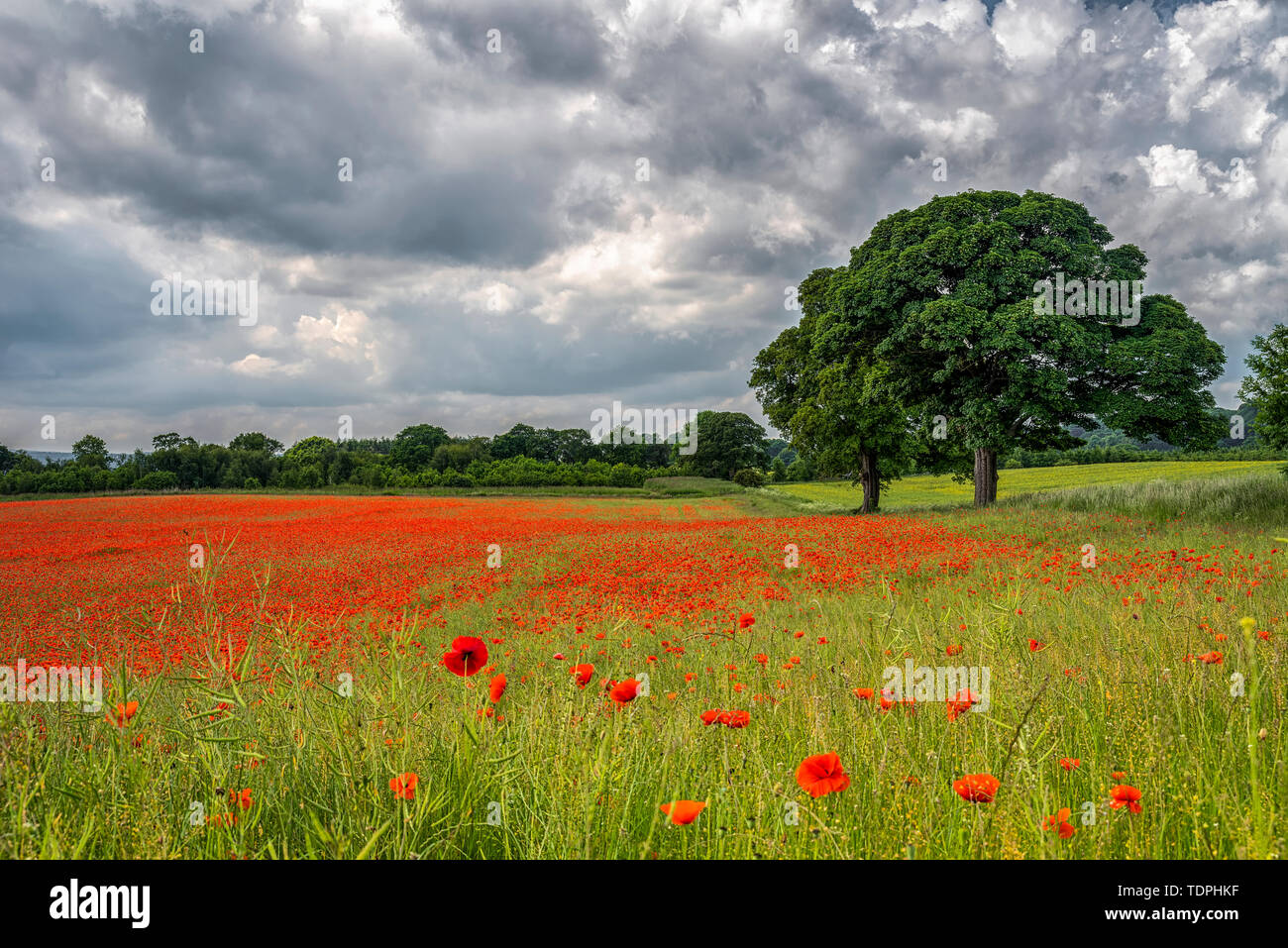 Aydon Château champs de coquelicots en pleine floraison ; Hexham, Northumberland, Angleterre Banque D'Images