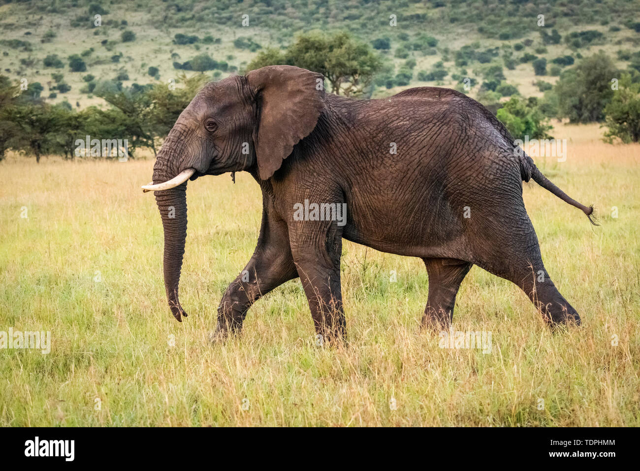 L'éléphant africain (Loxodonta africana) marche à travers l'herbe par les arbres, le Parc National du Serengeti, Tanzanie Banque D'Images