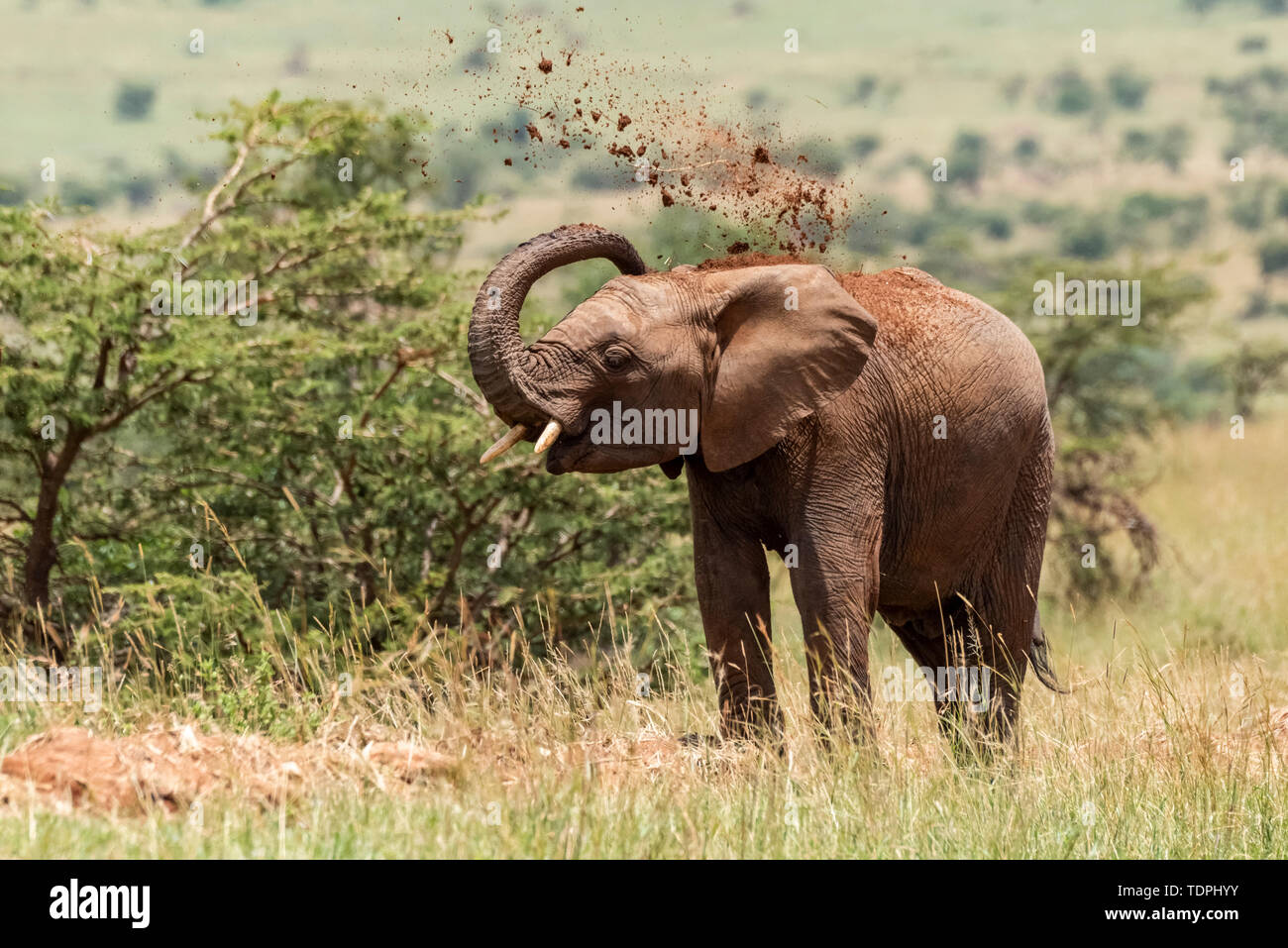 L'éléphant africain (Loxodonta africana) lancer la masse au-dessus de sa tête, le Parc National du Serengeti, Tanzanie Banque D'Images