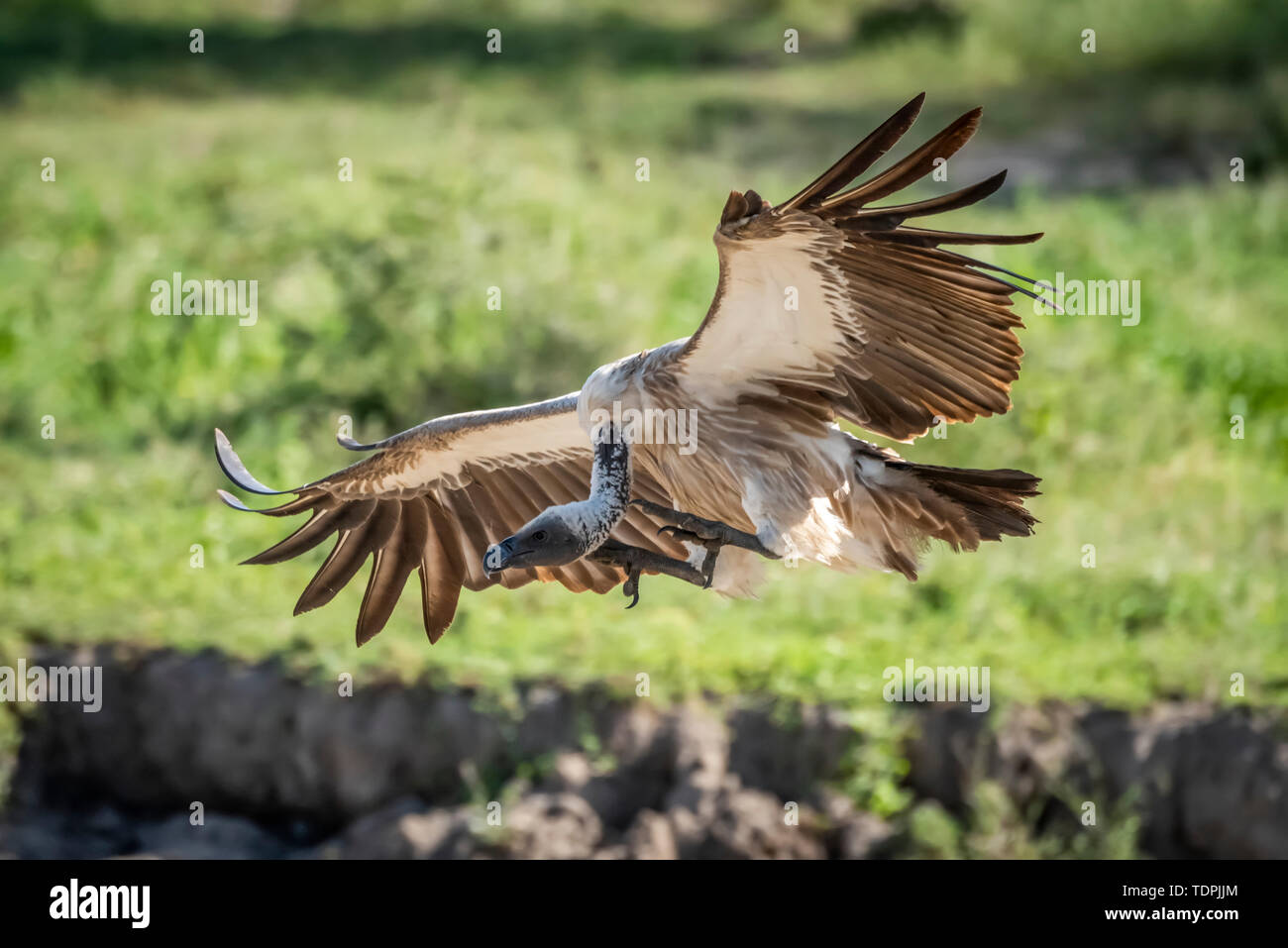 Ruppell vautour fauve (Gyps rueppelli) terres avec ailes déployées, le Parc National du Serengeti, Tanzanie Banque D'Images